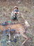 Axis Buck on Maui