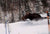 Moose On The Loose