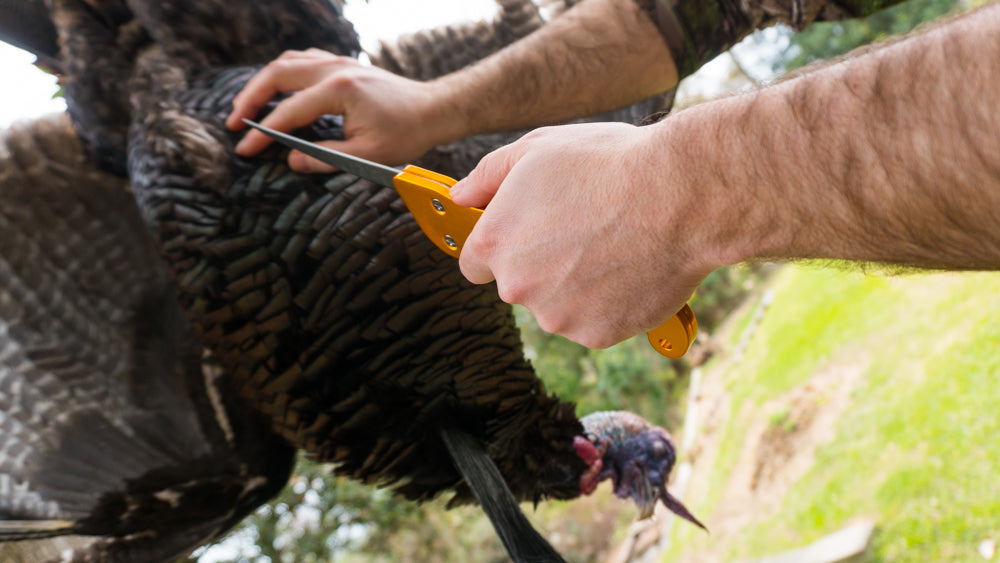 Breasting a Wild Turkey