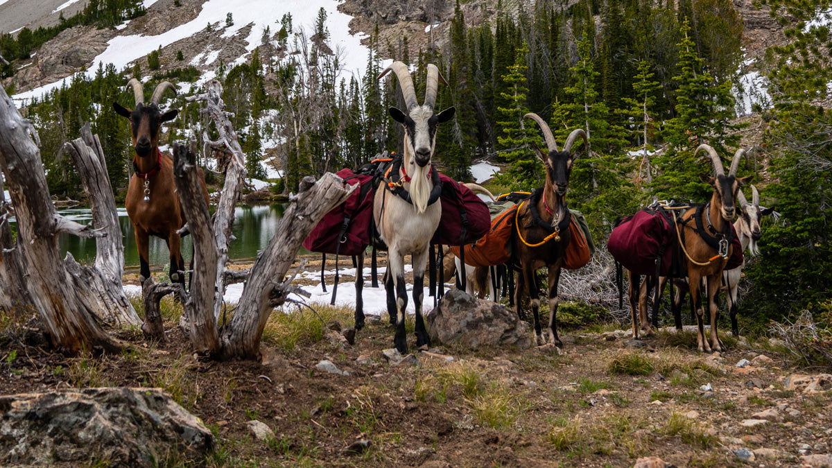 Interview with Marc Warnke creator of packgoats.com